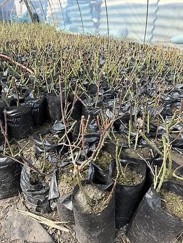 3d полы: Саженцы — 9