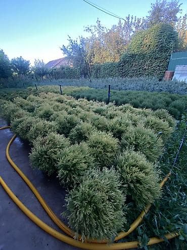 туя ош: 🌿 Шаровидные туи в наличии! 🌿 Добавьте вашему участку аккуратный и — 3