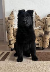 Вязка собак: Продается чистокровный клубный щенок Восточноевропейской овчарки.С — 6