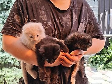 тайские кошки цена: Котята домашние, приплод от одной кошки. Возраст примерно 1–1,5 месяца — 4