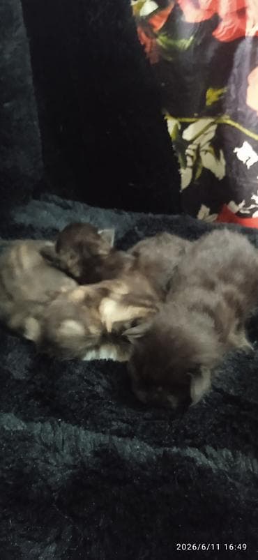 кошка породистый: Мейн-Куны🥰. Предлагаются для раннего бронирования 3 котика 😊 Шикарные — 4