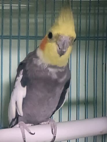 домашние попугаи корелла: Продается ПАРА с клеткой, домиком Попугай корелла, также известный как — 7