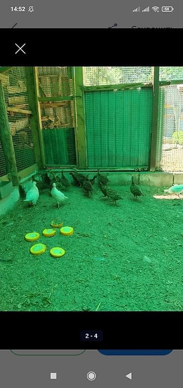 охота собака: Продам молодых охотничьих фазанов — 2