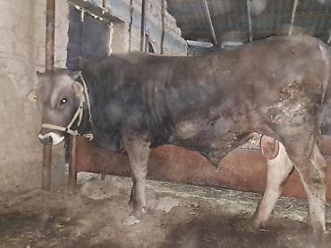 стаф терьер: Продаю | Бык (самец) | Для разведения | Племенные — 5