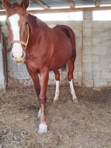 разведение сельскохозяйственных животных: Продаю | Кобыла (самка) | Рабочий — 1