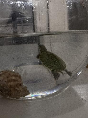 фильтр для пруда: Малыши водные черепахи (примерно 3–4 см панцирь). Активные, хорошо — 1