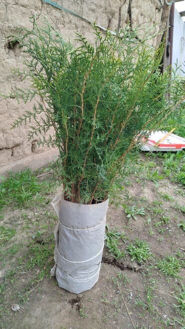 колоновидные саженцы: Саженцы деревьев: Туи — 11