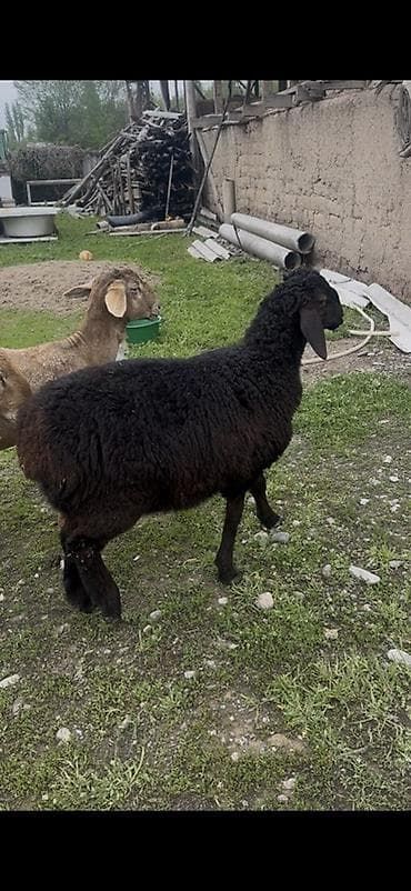 уйлар парода: Продаю | Овца (самка) | На забой | Матка — 1