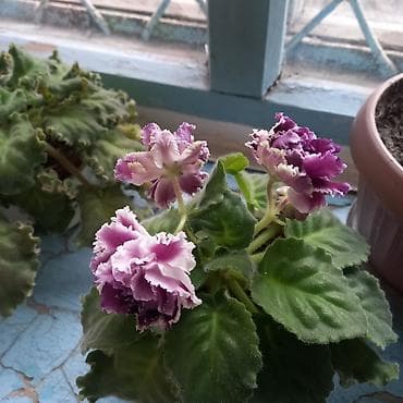 цветы балыкчы: Фиалки розового цвета. Советская пересекает Щербакова — 3