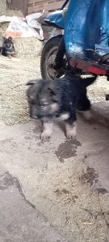 купить собаку пекинес: Немецкая овчарка, 2 месяца, Самка — 4