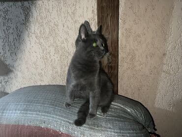 показы 1 354 72 договорная кошка даром британская короткошёрстная 1 год мальчик метис 2 позвонить написать: Шотландский котенок — 3