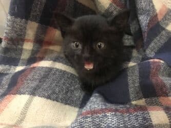 домик для котенка: Кошка даром: Беспородная, 2 месяца, Мальчик, Приучена к лотку — 10