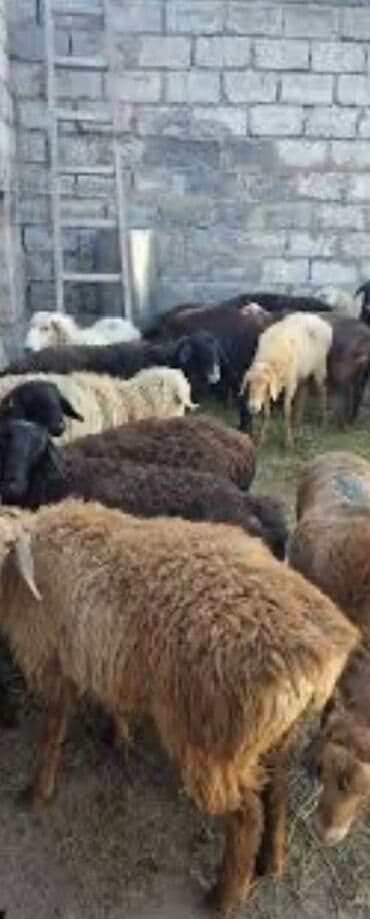 клетка для крыс: Продаю | Овца (самка) | Для разведения | Племенные — 1