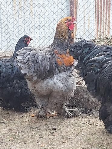 черная брама: Продаю | Куры | Брама | Для разведения — 9