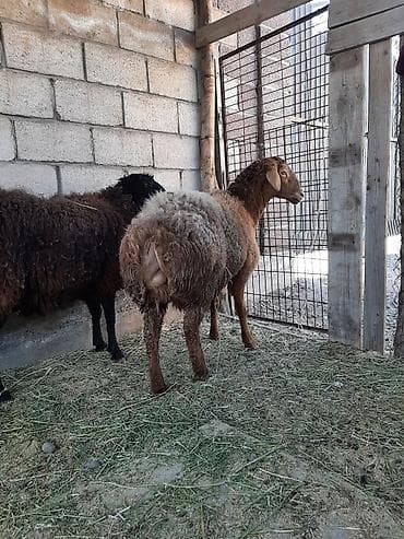 овцы дулан: Продаю | Овца (самка) | Для разведения | Матка — 1