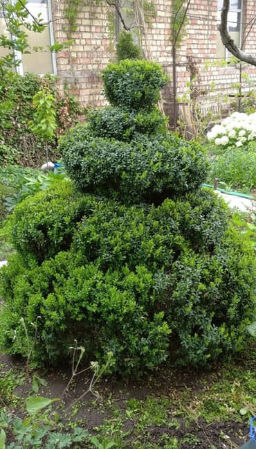 купить тележку: Продается большой самшит 10000 т сом — 1