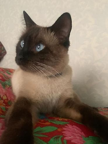 кошки британский: Кошка породы колор-пойнт (сиамского типа). Отдам в хорошие руки — 4