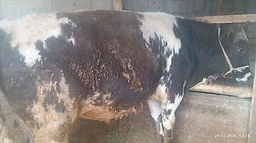 черный ящик: Продаю | Бык (самец) | На откорм | Осеменитель — 1