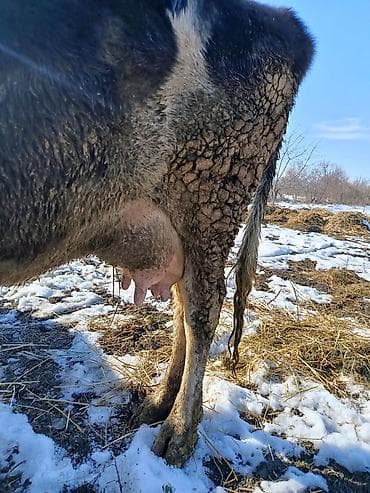 коровы кант: Продаю | Корова (самка) | Для молока | Привязанные — 1