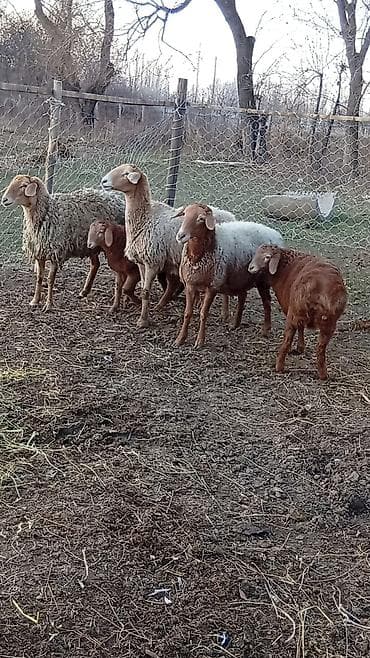 романовский порода: Продаю | Баран (самец) | Арашан — 6