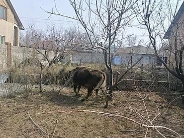 А\ч жаныбралары үчүн товарлар жана шаймандар: Сатам | Кунаажын | Бордоп семиртүү үчүн — 3