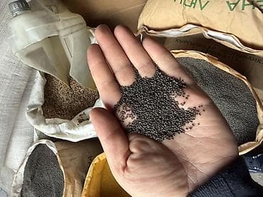 кукуруза местная: Семена кормовых растений: Люцерна — 3