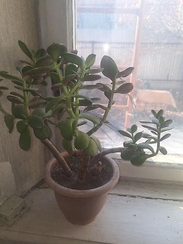 Кийимге кам көрүү жана сактоо: Продаю денежные деревья, за 2 шт 600с — 1