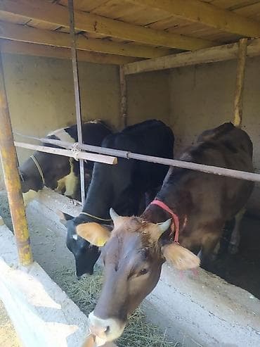 индоутка цыплята: Продаю | Музоо, торпок | Полукровка | На откорм | Привязанные — 2