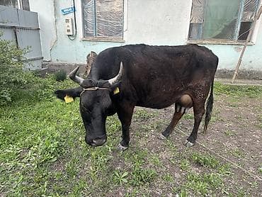 коровы молоко: Продаю | Корова (самка) | Для разведения, Для молока | Привязанные — 3