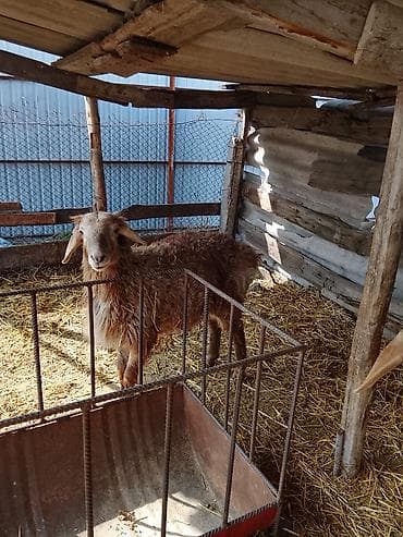 Козы, козлы: Продаю | Овца (самка) | Для разведения | Ярка — 5