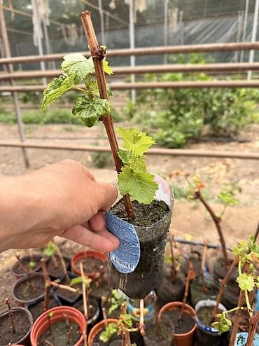 Семена и саженцы: Виноград 🍇 Аватар Сорт Аватар Виноград Саженцы количество — 5
