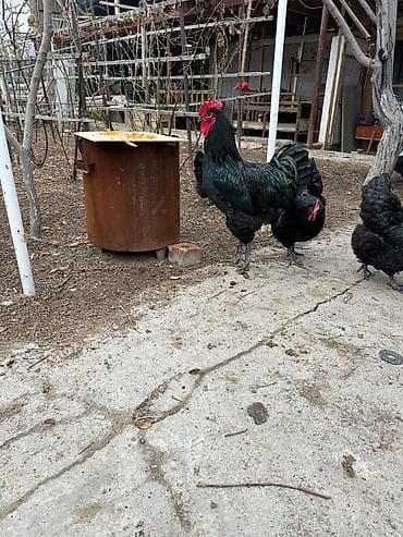 страусиное яйцо купить: Продаю инкубационное яйцопороды "Джерсийский гигант" кто хочет — 4