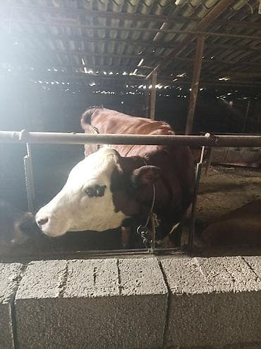 Продается тёлочка породы Герифорд на откорме 3 месяца цена 110 тысяч at lalafo.kg Продается тёлочка породы Герифорд на откорме 3 месяца цена 110 тысяч