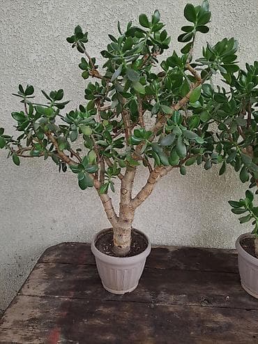 малина ягода: Толстянка (Crassula ovata, «денежное дерево») в пластиковом горшке. - — 2