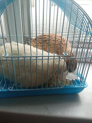 Бась1000сом кафаси менен 1ро короз1ро тоок тоок жумуртка тугат срочна