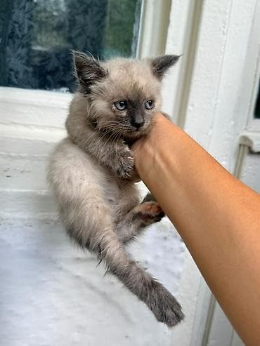 Животные: Котята, помёт разноокрасочный. - Окрас: белый с голубыми глазами — 4