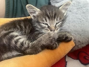 cat sofa: Котёнок тигрового окраса - Полосатый короткошёрстный котёнок с мягкой — 1