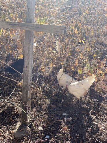 породистые собаки в добрые руки: Продаю | Куры | Несушки — 4