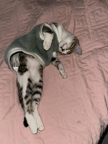 собака авчарка: Котёнок в полосато-белом окрасе (тигровый табби с белыми лапками и — 4