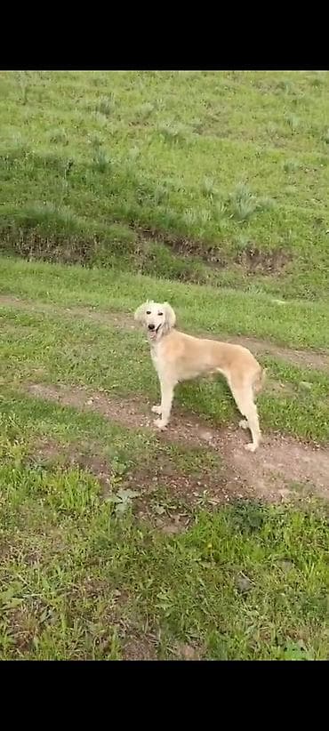 породистая: Тайган, 3 года, Самка — 1