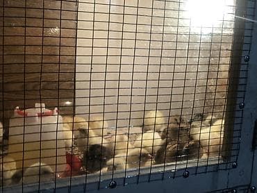 коты бишкек: Сатам | Балапандар | Бройлер | Союуга — 2