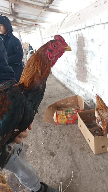 купить яйцо бройлера для инкубации: Продаю петуха дакан около года где-то. активный . цена 1800 сом — 9