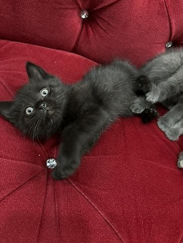 Мышыктар: Породасыз, 2 айлык, Эркек, Боз, Лотокко барууга үйрөтүлгөн — 7