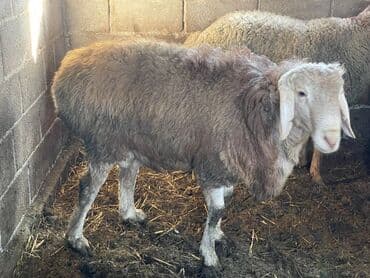 щенки охотничьих собак: Сатам | Кочкор (эркек) | Көбөйтүү үчүн | Ургаачы — 8