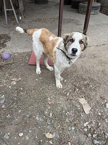 животные собаки: Алабай, 6 месяцев, Самец, С прививкой — 4