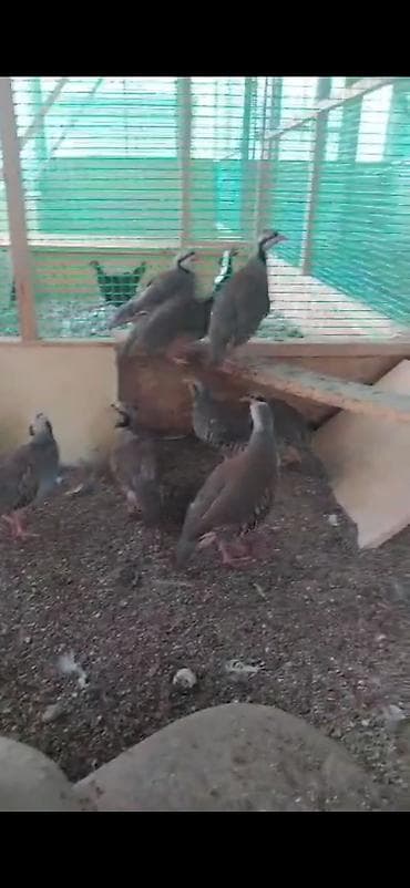 ящики для ягод: Продаю кекликов, несутся — 2