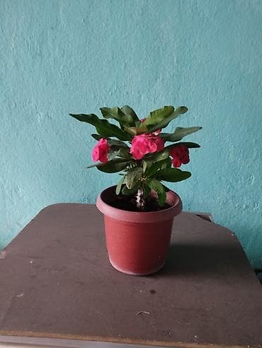 Эуфорбия Милла (Euphorbia milii), «Корона Христа» — комнатный