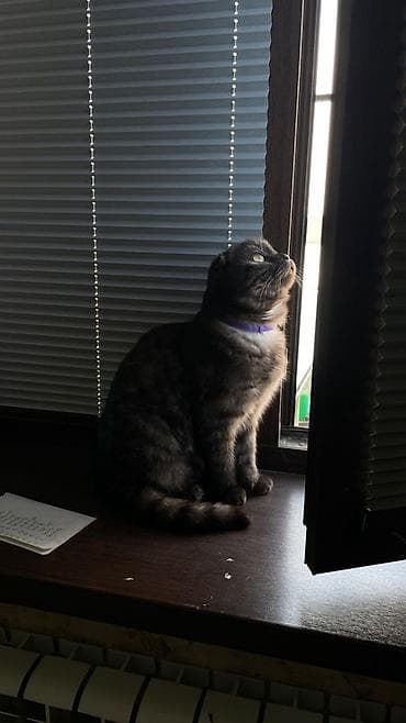 Шотландская вислоухая кошка, окрас дымчатый (серо‑черный мрамор). Ищет