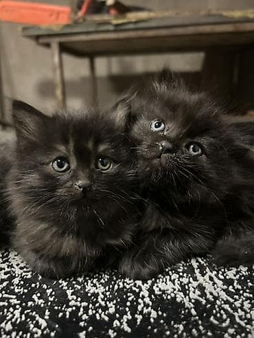 черные котята: Отдам в хорошие руки котят 3 черных котят -девочки, серый мальчик - — 1