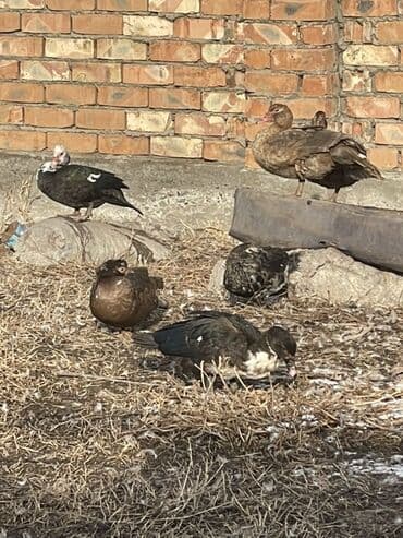 Ветеринар кызматы: Мускусные утки (индоутки), разноцветные окрасы. - Порода: мускусная — 5